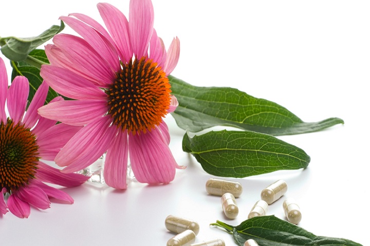 Echinacea