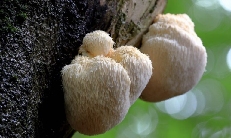 Lion's mane mushroom